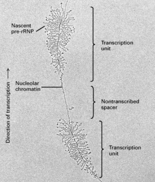 <p>Arrangement of pre-rRNA</p>