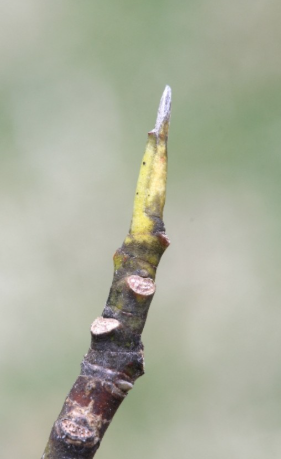 <p>MAGNOLIA VIRGINIANA</p>