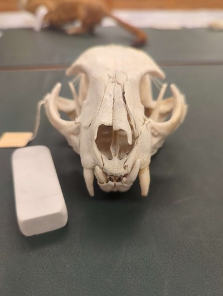 <p>What animal is this? Answer with "Skull" after animal name.</p>