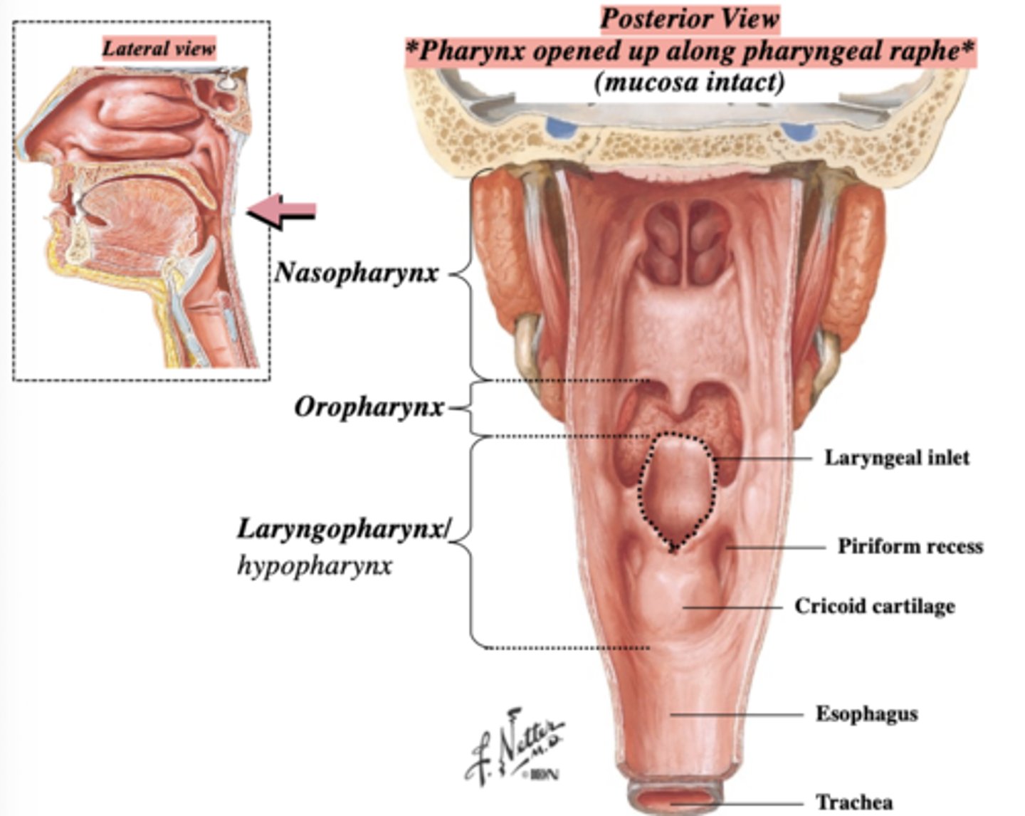 <p>piriform recess</p>