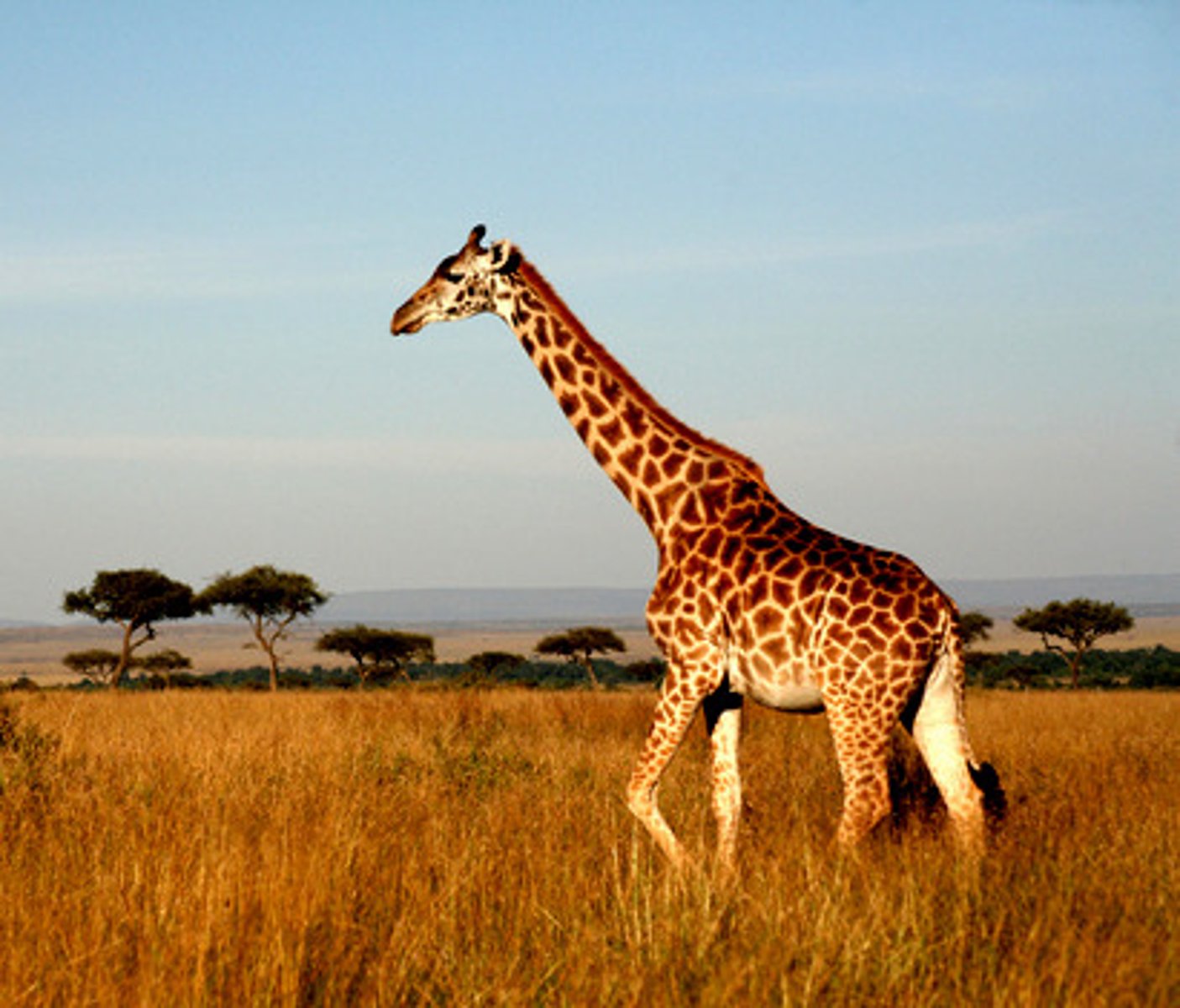 <p>giraffe</p>