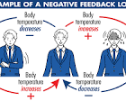 <p>negative feedback loop</p>