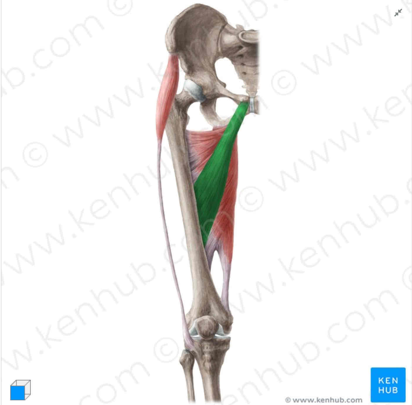 <p>Adductor longus (I)</p>