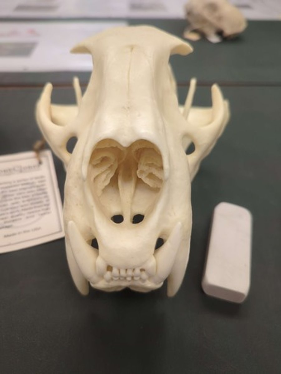 <p>What animal is this? Answer with "Skull" after animal name.</p>