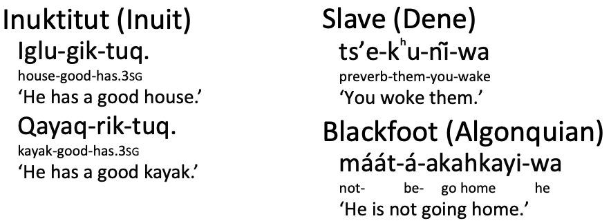 <p>____________:Polysynthetic languages: have morphologically complex words with component morphemes (as opposed to inflection or individual words)</p><ul><li><p><em>Person &amp; Number Variations</em></p></li><li><p><em>Inclusive/exclusive Distinction</em></p></li><li><p><em>Gender—animate/inanimate</em></p></li></ul><p></p>