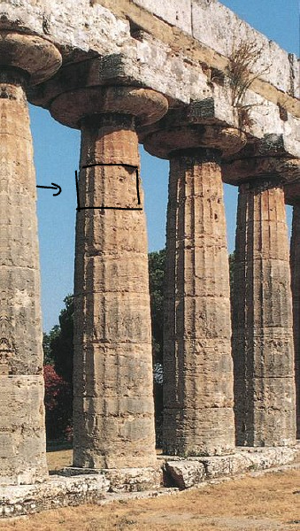 <p>wat is het aangeduide deel van de zuil?</p>