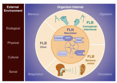 <p><span>What is </span><strong>Faculty of Language in the Broad Sense (FLB)?</strong></p>