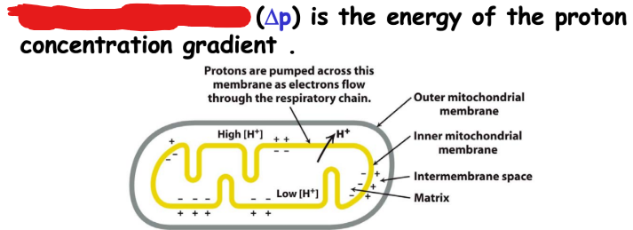 <p>The electrochemical gradient formed by the pumping of H+ cations into a region. This pumping is facilitated by the energy from an electron that goes through the electron transport chain. Specifically the force this gradient creates.</p><p>One example of when this force occurs is during oxidative phosphorylation.</p>