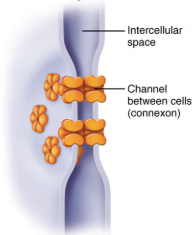<p>Communicating junctions allow ions and small molecules to pass from one cell to the next for intercellular communication</p>