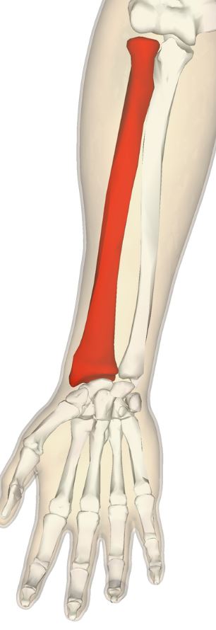 <p>One of two bones that makes up the forearm, on the lateral side.</p>