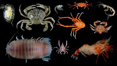 <p>include mostly aquatic things like decapods</p><p>krill shrimp lobster crabs and crayfish </p>
