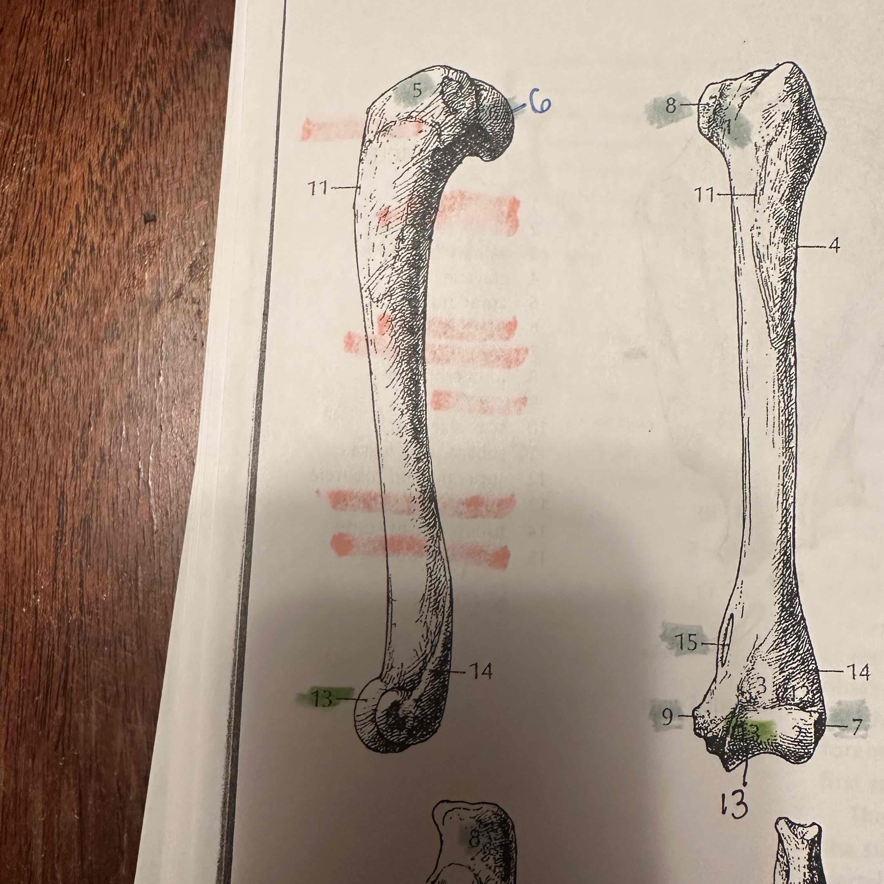 <p>what bone</p>