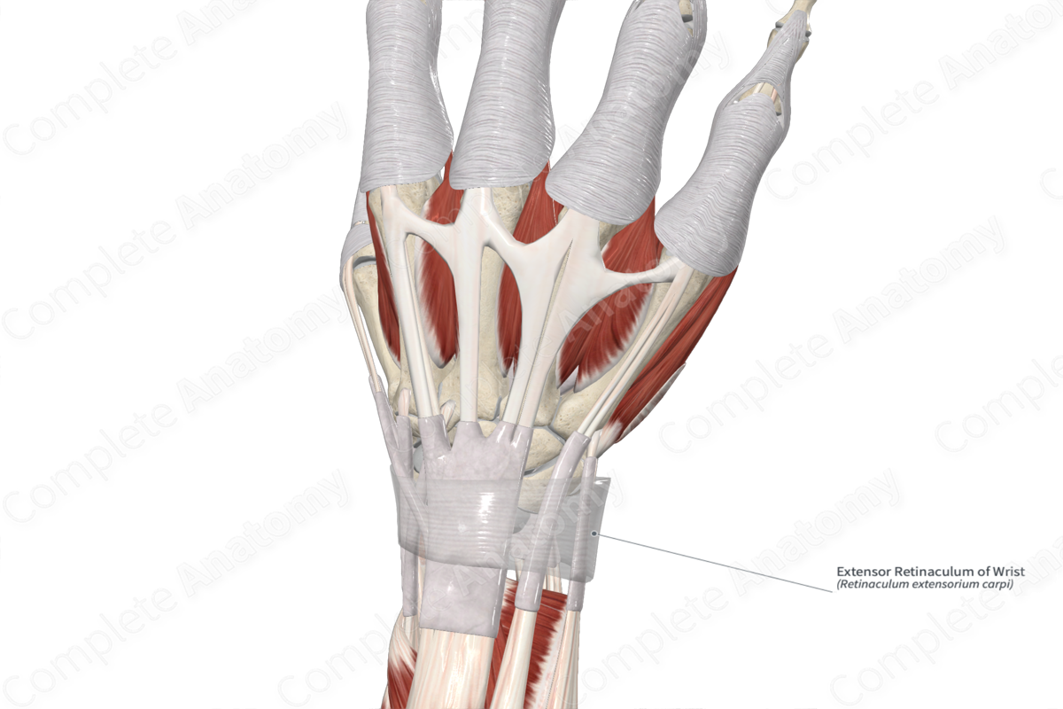 <p>Keep tendons in place when bending fingers</p>