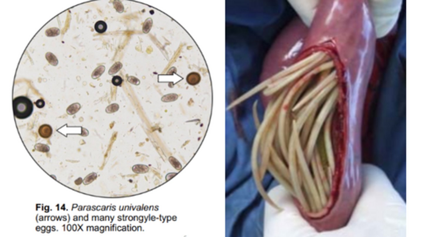 <p>Roundworms that infect the SI of equids</p><p>-Eggs are almost round with a golden brown, thick pitted shell</p><p>-Sometimes, eggs lack dark rough protein coat</p>