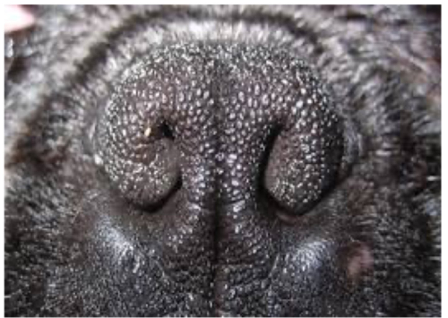 <p>Identify the pathology?</p>