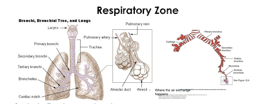 <p>Respiratory Zone</p>