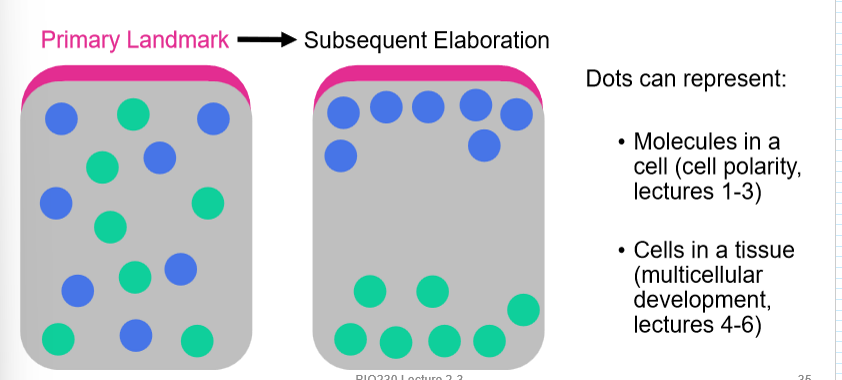 <p>subsequent elaboration</p>