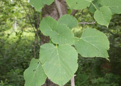 <p>American basswood</p>