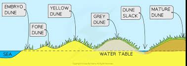 <p>What is the height of a yellow dune?</p>