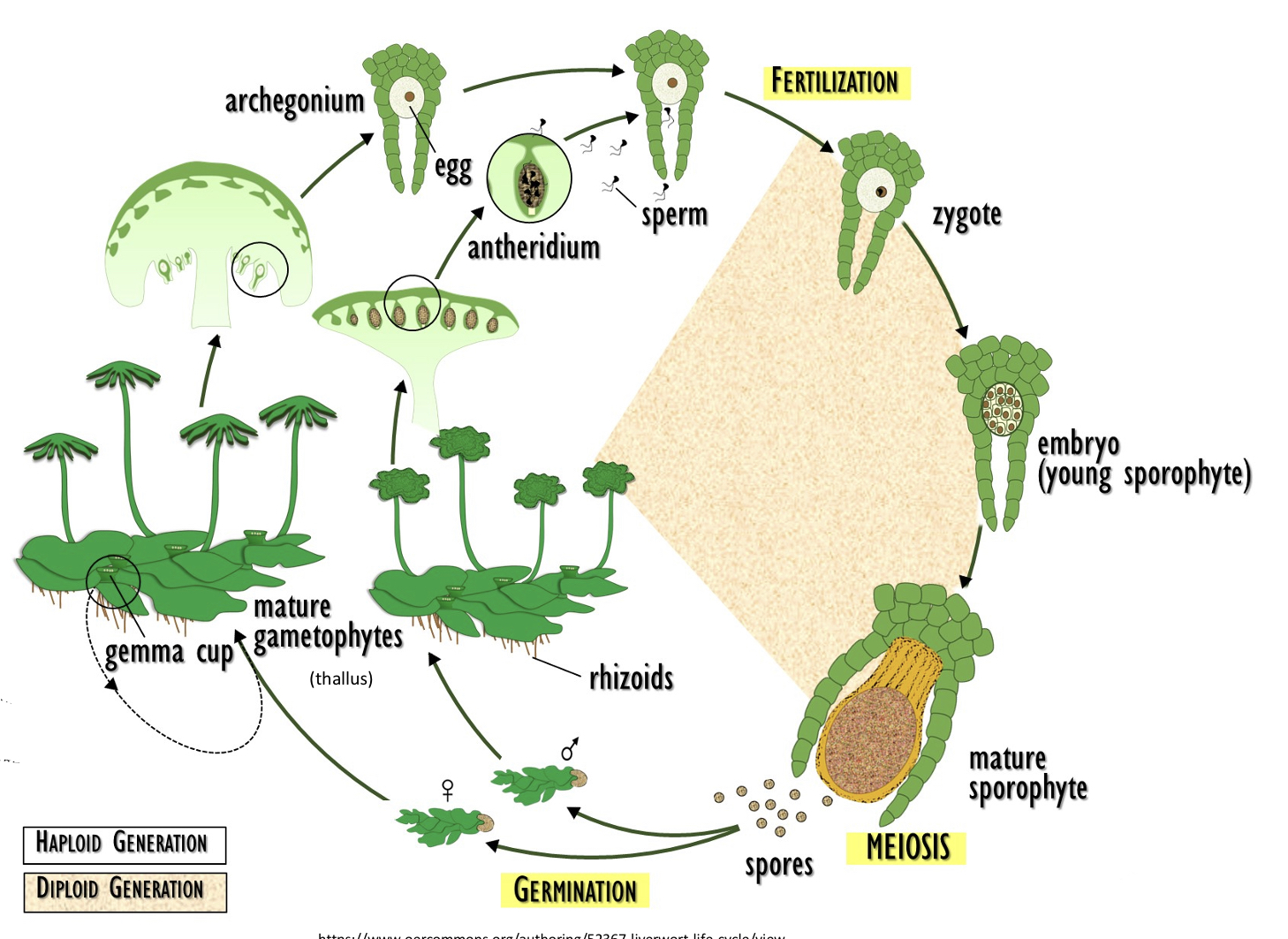 <p>germinate, flagellated sperm, sporophyte, sporangia</p>