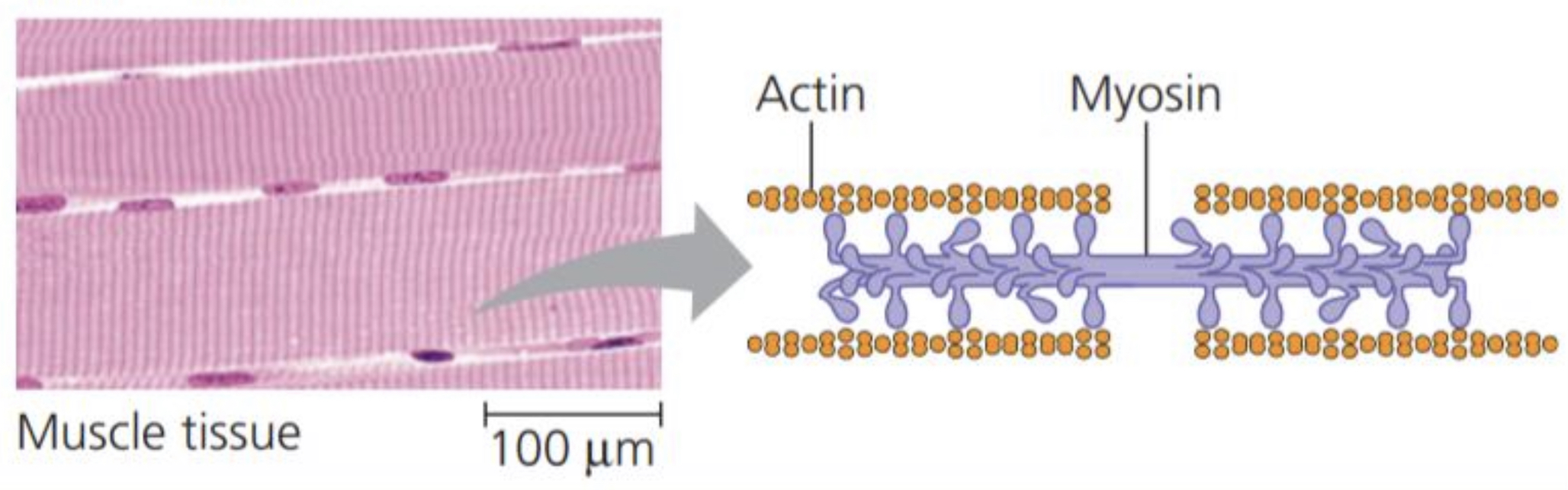 <p>Functions: movement Examples: Motor proteins are responsible for the undulations of cilia and flagella ACTIN and MYOSIN proteins are responsible for the contraction of muscles</p>