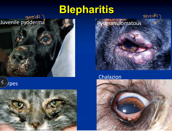 <p><span style="background-color: transparent;"><strong><span>Blepharitis</span></strong></span></p>