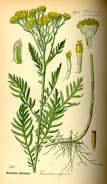 <p><em>Asteraceae</em></p><p><em>Tanacetum vulgare -</em> vratič obecný</p>