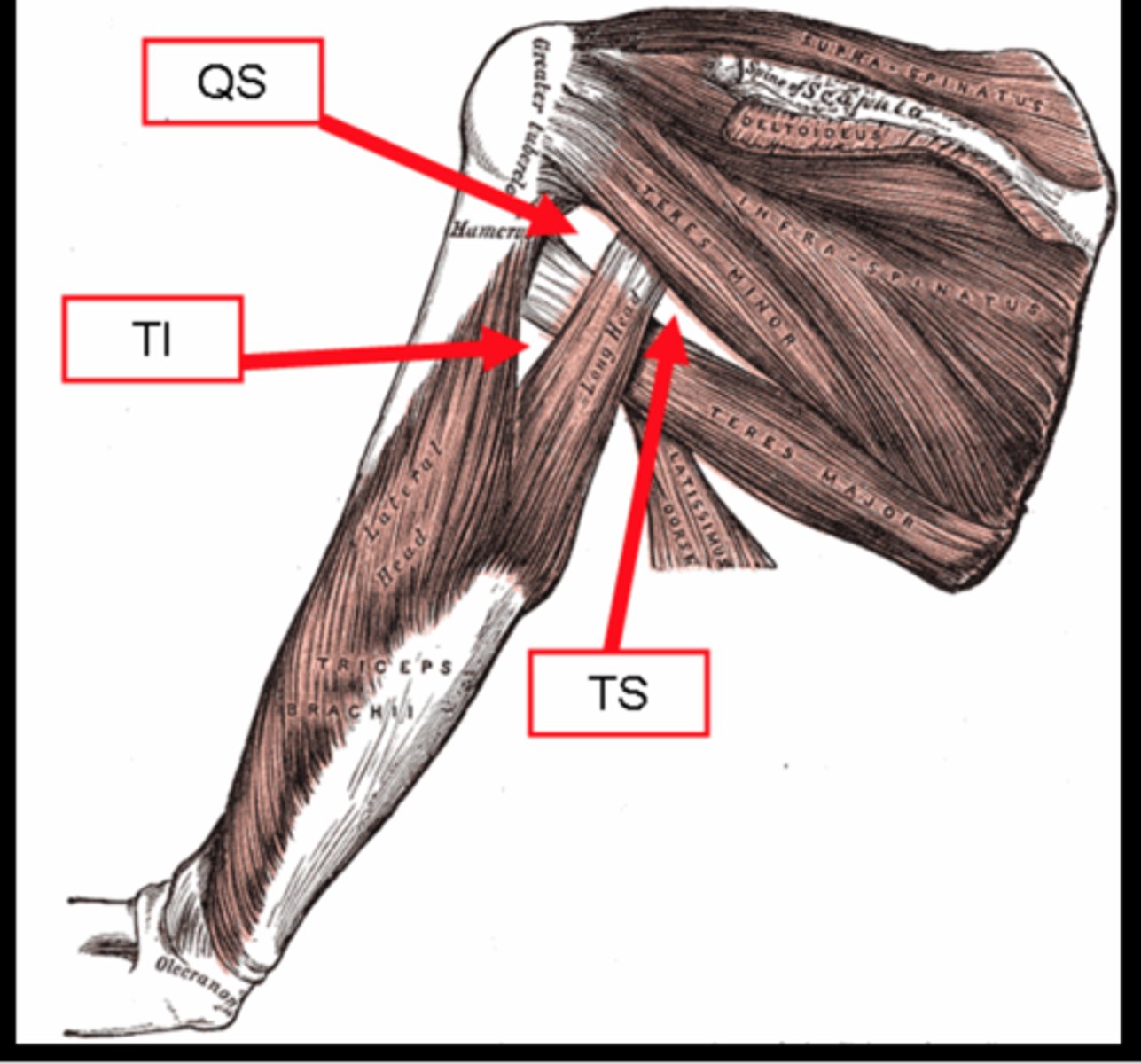 <p>long head of triceps, lateral head of triceps, teres major</p>