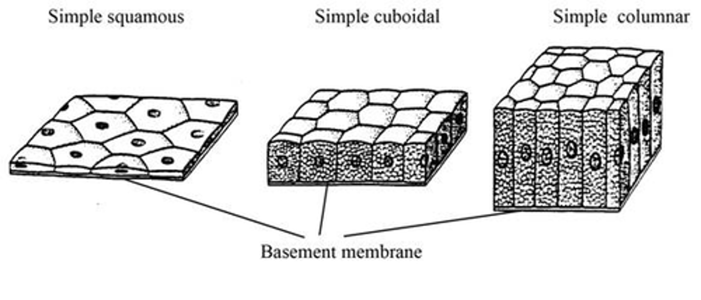 <p>tissue that covers outside of the body and lines organs and cavities</p>