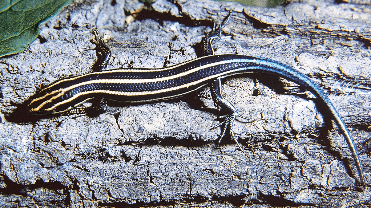 <p><span style="font-family: times new roman">Common Five-lined Skink</span></p>