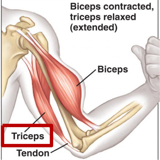 <p>When contracting concentrically perform the opposite joint motion of agonist </p><p>Usually located on the opposite side of the joint from the agonist</p><p>Work in cooperation with agonists by relaxing and allowing motion </p><ul><li><p>Must relax in order for prime mover to move </p></li></ul><p></p>