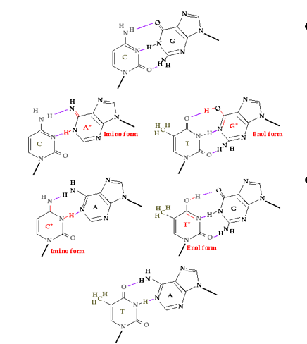 <p>_______Base Tautomers form Different Base Pairs</p><p>Rare base tautomers can form non-canonical base pairs, allowing for their misincorporation during replication. </p><p>This is not really “damage” but it can lead to______if not repaired</p>