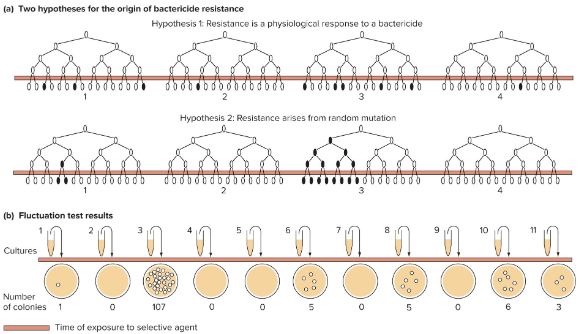 <p>E.coli culture grown for some time.<br>Plated equal portions of each culture with bacteriophage.<br>Any bacterial colonies must be resistant to virus.<br><br>The fluctuation test shows a high variation in the number of resistant colonies across cultures. This pattern matches random mutations occurring before exposure, not a uniform physiological response to the bactericide.</p>