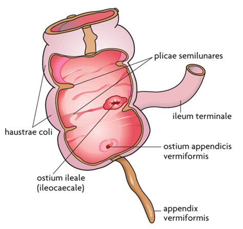 *Funktion*
Rudimentært eller lymfoidt organ

*Topografi og afgrænsning*
Posteromedialt på caecum, 1-2 cm under ostium ileocaecalis, hvor de tre taeniae coli mødes.

Meget mobil derfor stor variation, evt. bag caecum, i peritoneale recesser, eller oppe under leveren

Ved appendicitis kan der observeres ømhed på McBurneys punkt, som er beliggende midt på spinoumbilicallinjen.

*Indgang*
Ostium appendicis vermiformis

*Form og størrelse*
Længde ca. 8 cm (dog 2-20) x 0,5 cm

*Peritoneale forhold*
Intraperitoneal med eget krøs (mesoappendix)

(indeholder a. appendicularis og v. appendicularis )

*Overflade*
Glat - ingen taeniae eller haustra

*Indre struktur*
¤ Som tyktarm
¤ Lumen uregelmæssig, evt. obliteret eller fyldt med slim eller fækalier 
¤ Mange lymfefollikler → tæt ring i lamina propria


--------------


*Beskriv kort appendix makroskopisk.*
Sv.: Appendix er i gennemsnit 8 cm lang og har en diameter på ca. 0,5 cm. Den afgår fra cecum lige under ileocecalstedet svarende til det sted hvor de tre tenia coli forenes. Den er beliggende intraperitonealt og har sit eget krøs, mesoappendix, som indeholder a. appendicularis.