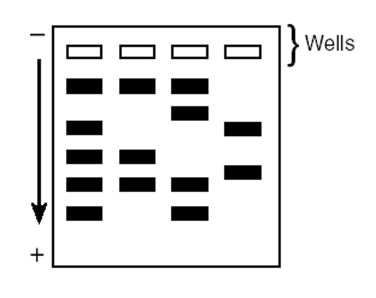 <p>hole in a agarose gel where DNA is inserted</p>