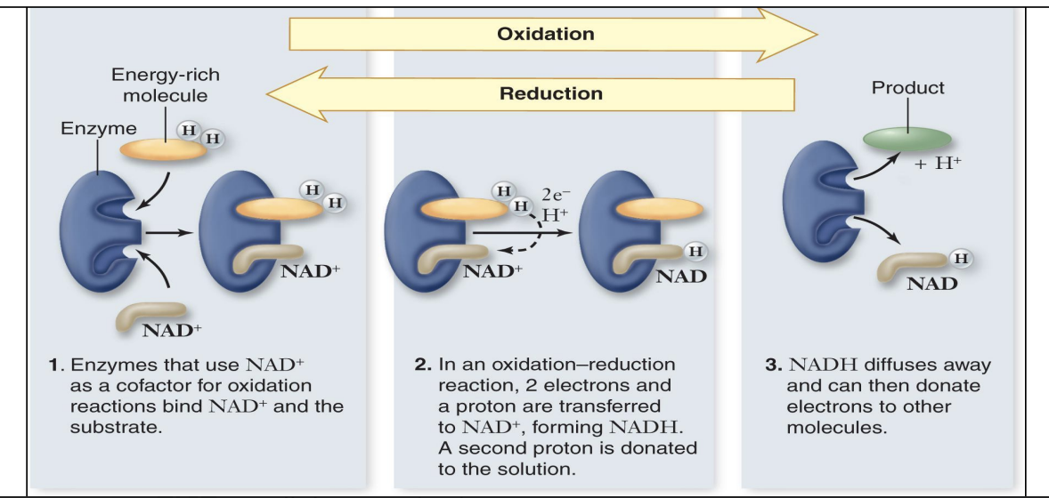 <ul><li><p>Electrons are transferred from hydrogen to oxygen via NAD+ </p><ul><li><p>Dehydrogenase enzyme removes 2 H atoms, delivers 1H+ and 2e- (the other H+ is released)</p></li></ul></li><li><p>NAD+ → NADH (NAD+ is reduced to NADH)</p></li><li><p>NADH then delivers electrons to ETC</p></li></ul><p></p>