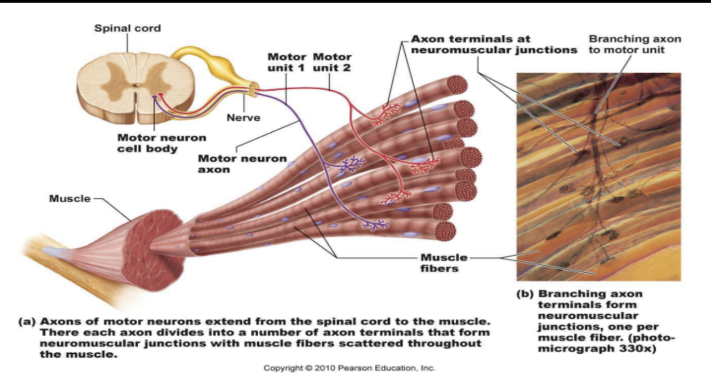 <p>Somatic motor neuron with the fibers it innervates&nbsp;</p>