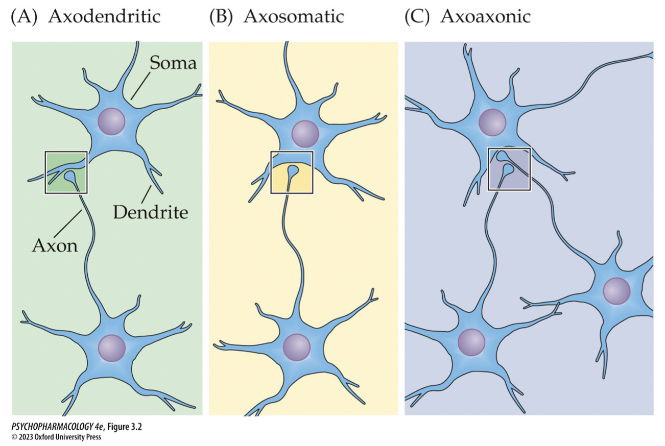<ol><li><p><strong>axodendritic: </strong>axon to dendrite</p></li><li><p><strong>axosomatic: </strong>axon to cell body</p></li><li><p><strong>axoaxonic: </strong>axon to axon</p></li><li><p><strong>neuromuscular junction: </strong>axon to muscle</p></li><li><p><strong>electrical: </strong>electric current flows along specialized proteins → mediated by ∆s in membrane potential</p></li><li><p><strong>mixed: </strong>both chemical + electrical transmission → release of NT bc of ∆ in voltage </p></li></ol><p></p>