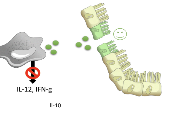 <p><strong>IL-10</strong> is a cytokine that turns OFF inflammation and promotes tissue repair. </p>