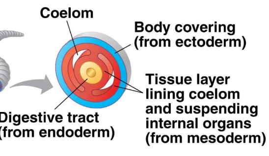 <p>Coelom (body cavity) is filled around by the mesoderm</p>