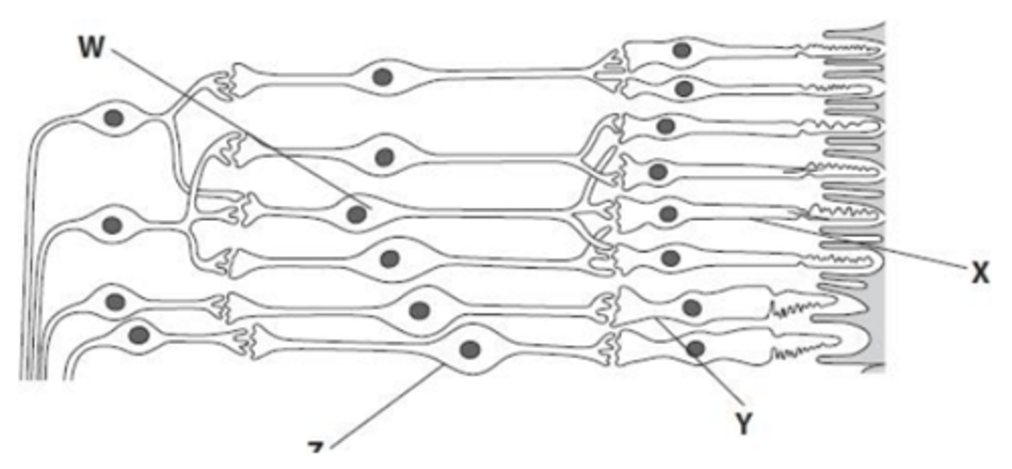 <p>- Many rod cells (X) connect to a single bipolar cell (W), which is known as retinal convergence, whereas only one cone cell (Y) connects to bipolar cell (Z).</p><p>- This convergence allows for spatial summation in the rod pathway, where small generator potentials from multiple rod cells are combined at the bipolar cell (W).</p><p>- As a result, the threshold potential is reached more easily in cell W even in low light, while cell Z requires a higher light intensity to generate a potential large enough to reach the threshold on its own.</p>
