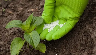 Düngen (fertilizantes)