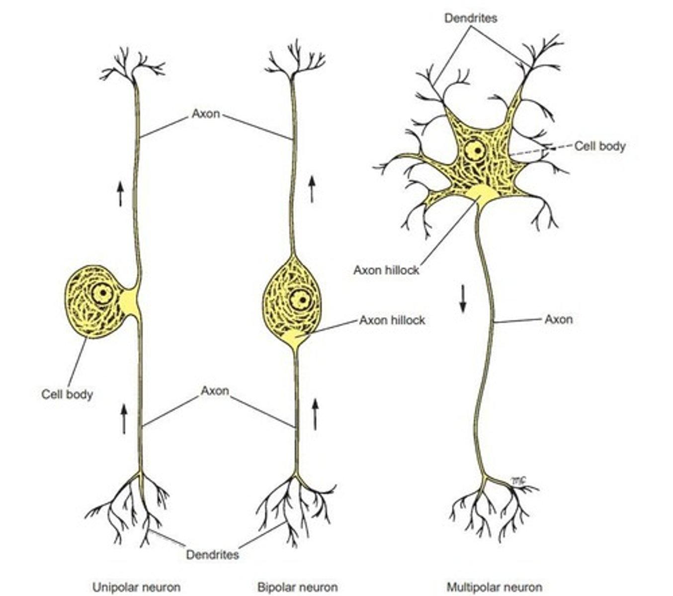 <p>Single neurite dividing into two branches.</p>