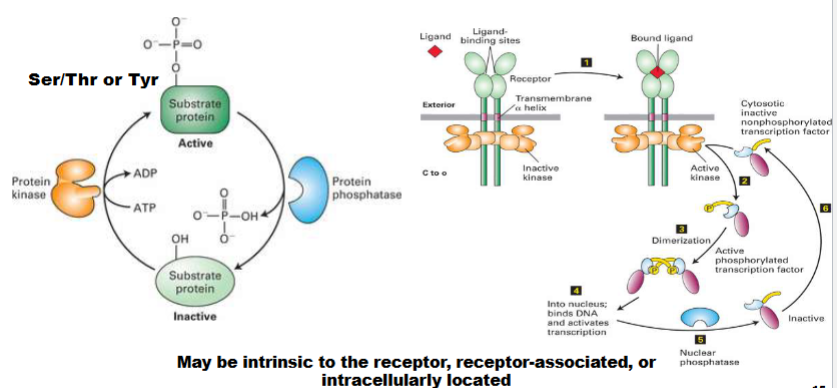 <ul><li><p>kinases add phosphoro groups</p></li></ul><ul><li><p>Phosphatases remove them</p></li><li><p>can find this activity in the receptor itself</p></li><li><p>will tell us is activating or inhibitory</p></li></ul><p>only amino acids that receive these groups: ser/ thr/ tyr</p><p></p>