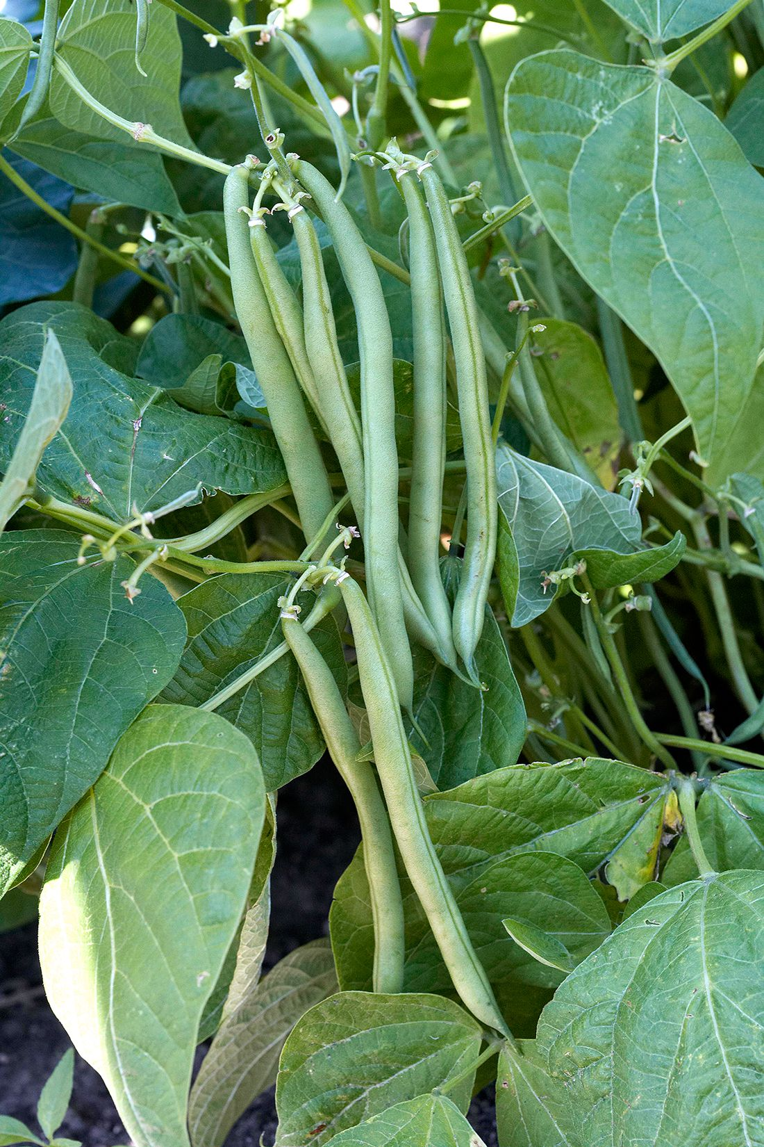 <p>What kind of fruit is a green bean?</p>