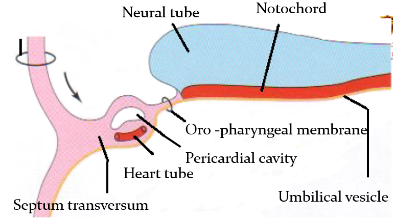 <ul><li><p><strong><mark data-color="red">endocardial, ventral, gut, digestive</mark></strong></p></li><li><p><strong><mark data-color="red">splanchnic, ventral, dorsal</mark></strong></p></li><li><p><strong><mark data-color="red">disappears, pericardial cavity</mark></strong></p></li><li><p><strong><mark data-color="red">intra-embryonic coelom</mark></strong></p></li></ul>