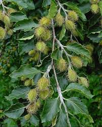 <p><span>Large deciduous tree with smooth gray bark and green leaves that turn copper in fall. Used as a shade or specimen tree.</span></p>
