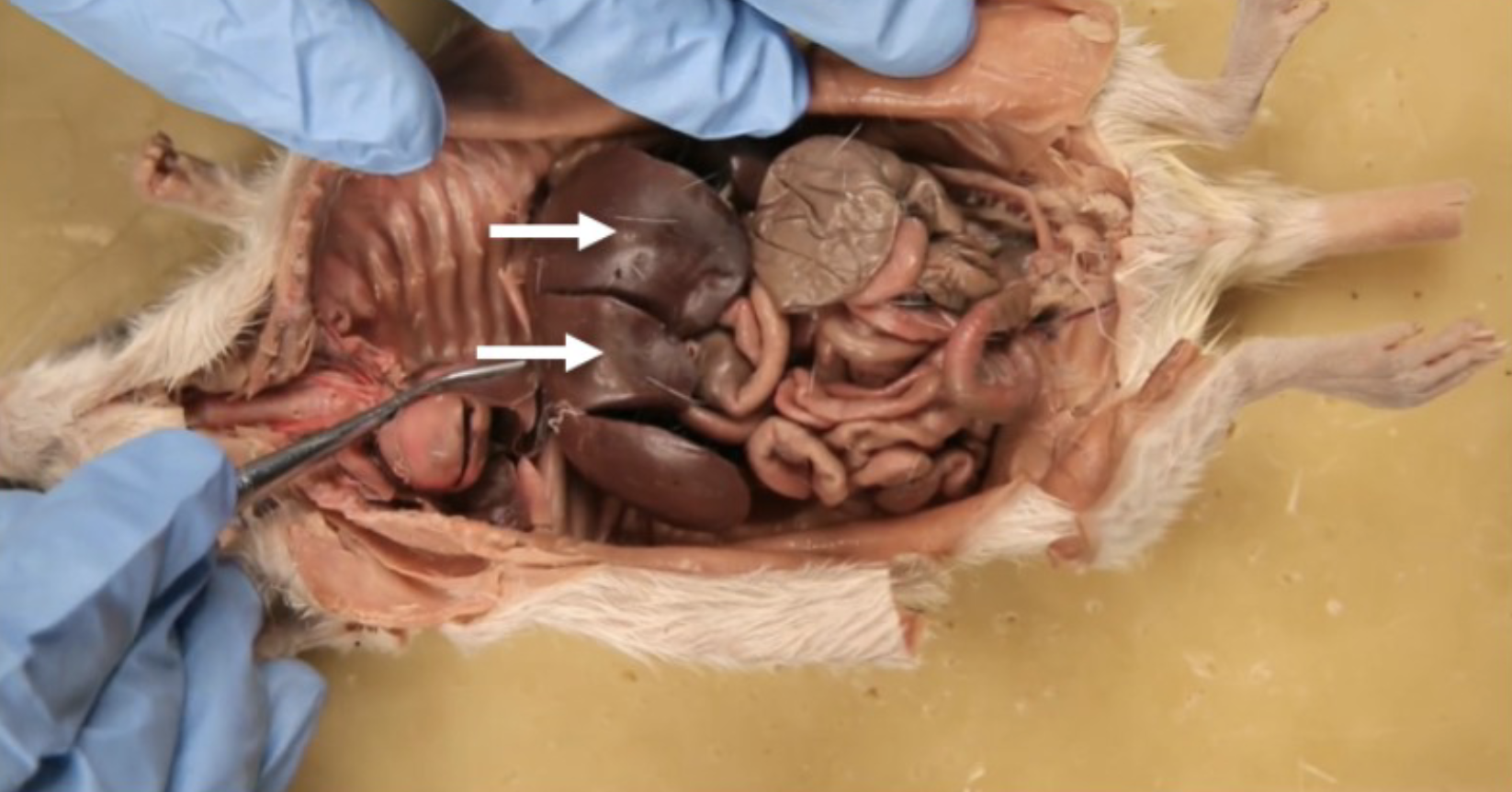 <p>What is this?</p>