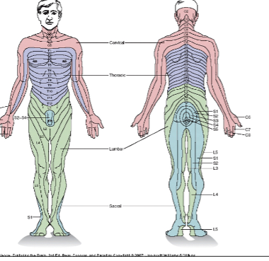 <p>each spinal sensory nerves have a receptive field .</p><p>One DRG approx. for each vertebra: receptive fields of one DRG = dermatome</p>