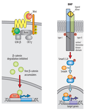 <p>The primary inducing properties of the Organizer are achieved by secreting molecules that INHIBIT the activity of Wnt signaling and BMP (Bone Morphogenetic Protein) signalling pathways in the overlying ectoderm and surrounding tissues. </p><p>These pathways, if uninhibited, would promote epidermal fate (BMP) or posterior fates (Wnt).</p>